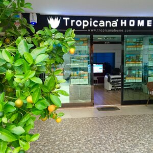 Tropicana Home picture