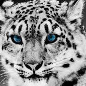 Tiger tigers