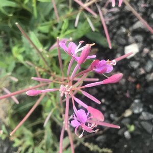 Сара модель-Визажист Фарс