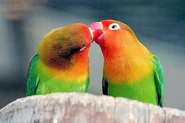 love bird's photo