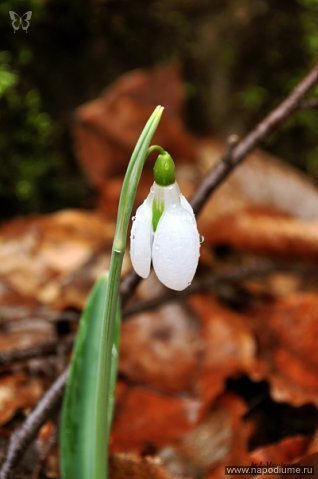 природа