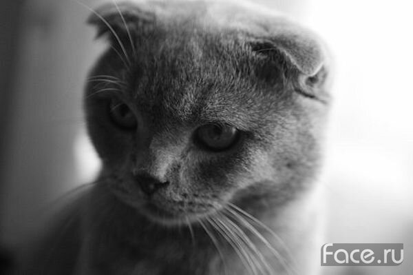 Gleb Volshebnikov's photo