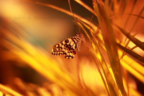 Diana Tkacenko's photo