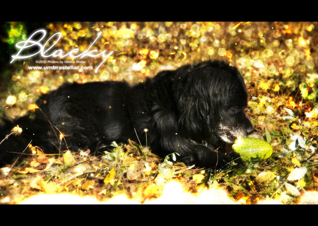 Blacky, 2015