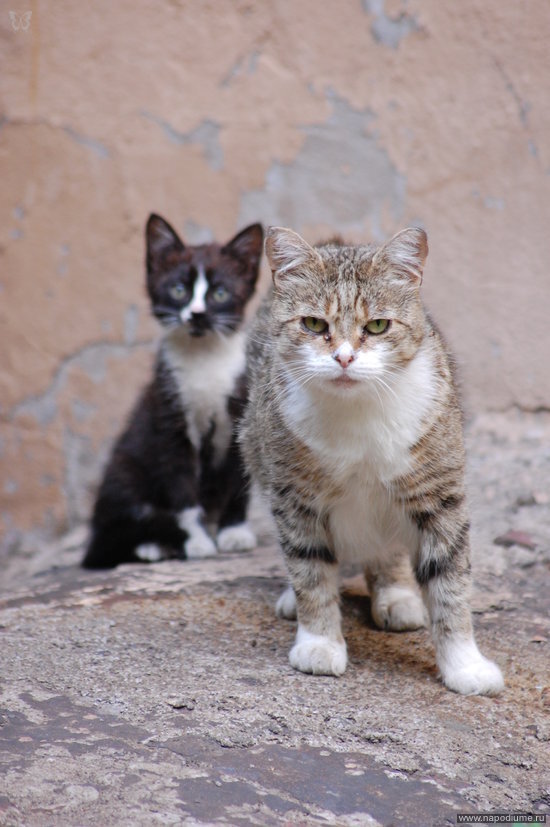 Elena Polonik's photo