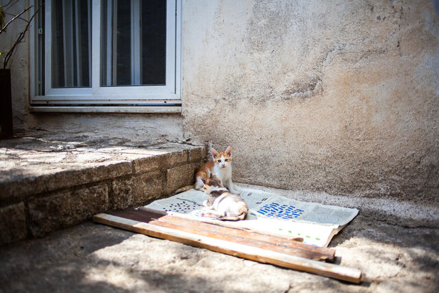 котята, турция, мармарис