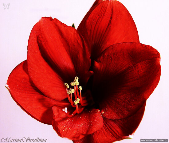 Фото Marina Strelbina