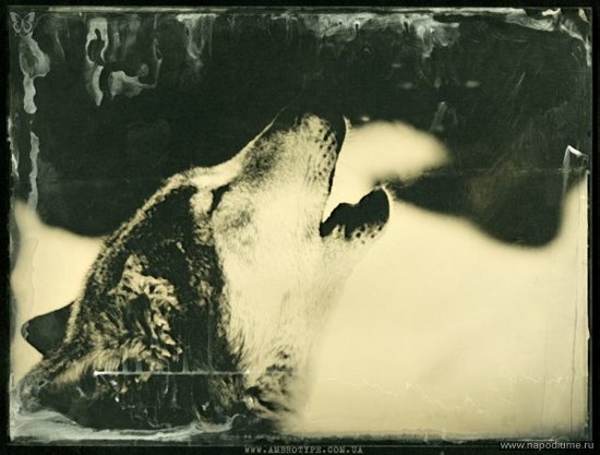 Амбротипия Фото на стекле, 18х24см Ambrotype, Wet Plate Collodion www.ambrotype.com.ua