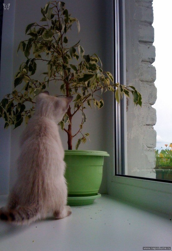 Foto Olya Kozachuk