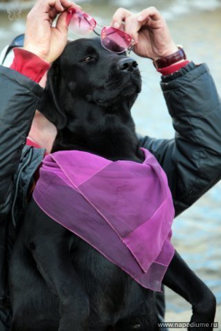 Dog Portret