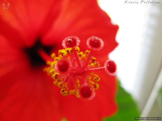 Ksenia Pritulina's photo