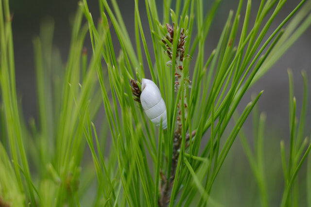 wasily pirat's photo