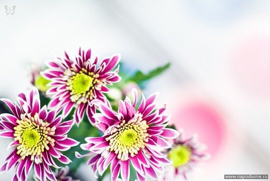 Фото Yulia Bader-Baer