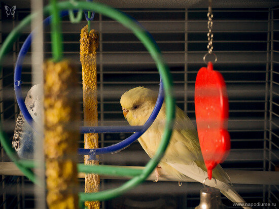 Svetlana Kolesnikova's photo