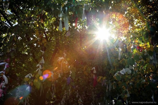 Sun Between Tree