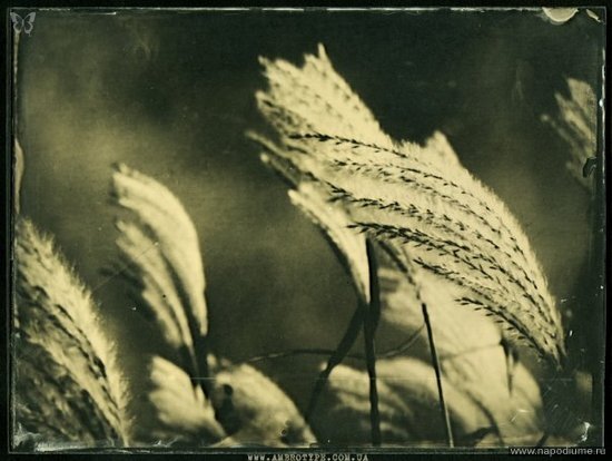Амбротипия Фото на стекле, 18х24см Ambrotype, Wet Plate Collodion www.ambrotype.com.ua
