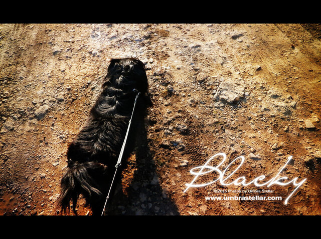 Blacky, 2015