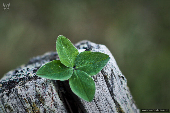 Dmitrij Gracev's photo