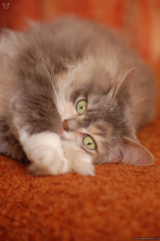 Elena Polonik's photo