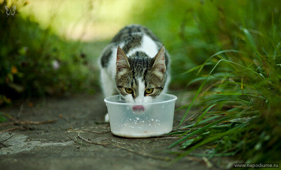 Roman Belousov's photo