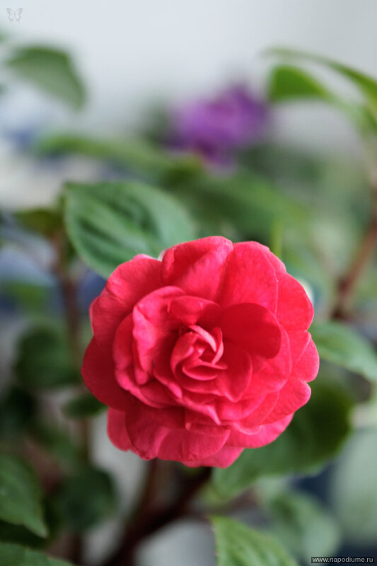 Olesya Andrianova's photo