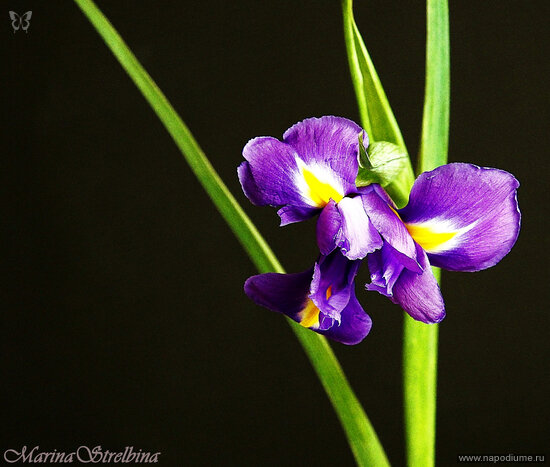 Фото Marina Strelbina