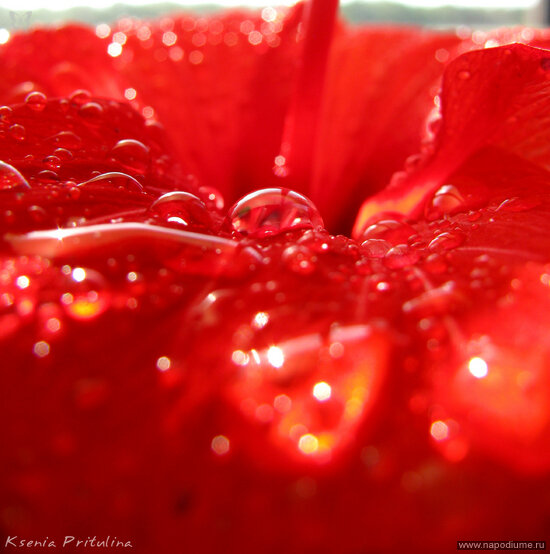 Ksenia Pritulina's photo