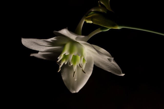 Lisa Egorova's photo