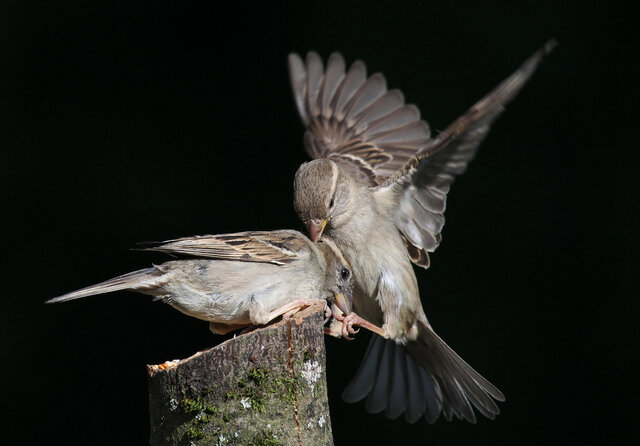 dmitrij mitin's photo