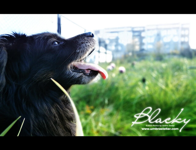 Blacky, 2015
