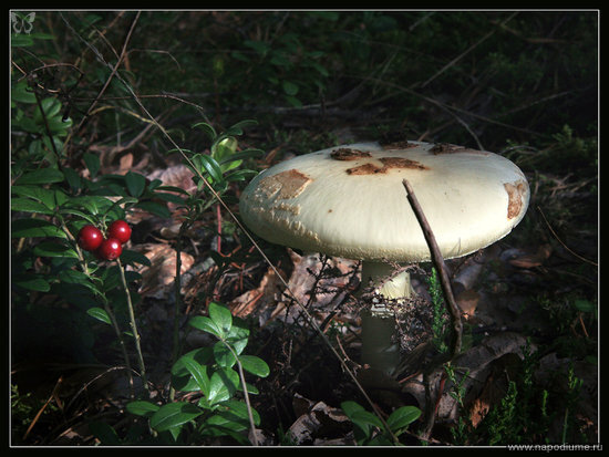 Priroda
