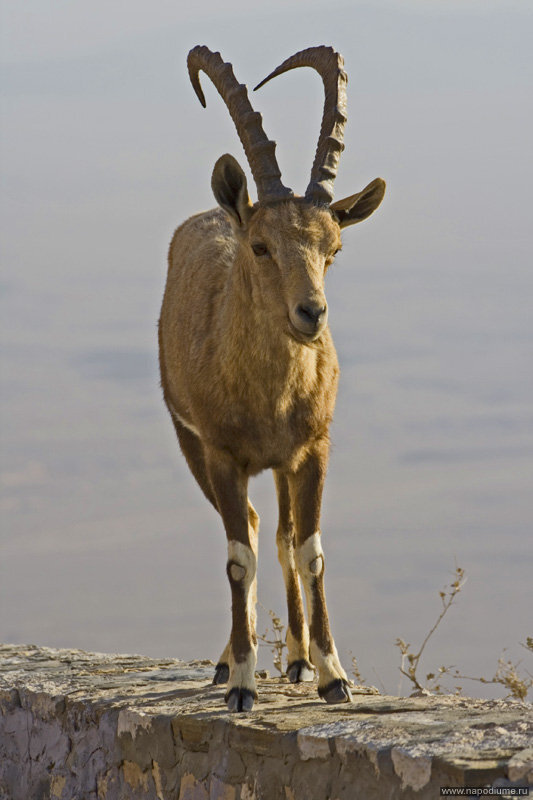 Фото Nikolay Tatarchuk