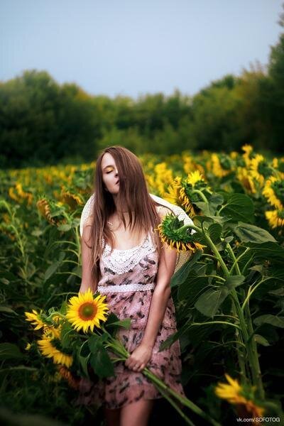 Sunflowers