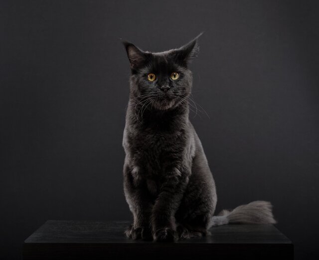 Sergej Lisin's photo