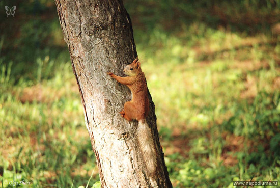 Ol'ga Nikitina's photo