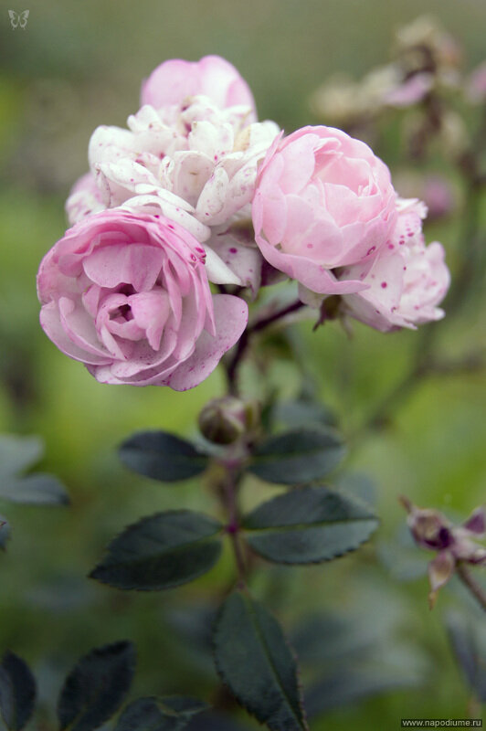 Vladimir Baandurov's photo