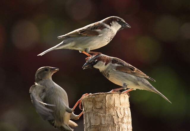 dmitrij mitin's photo