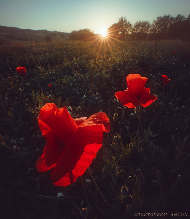 Photo %s
