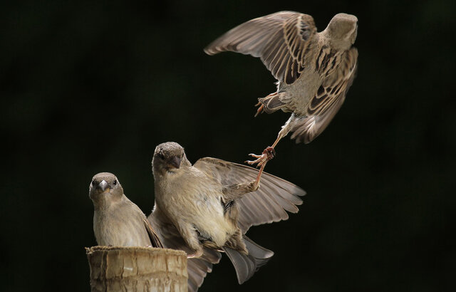 dmitrij mitin's photo