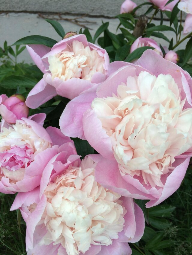 Maria Cernysova's photo