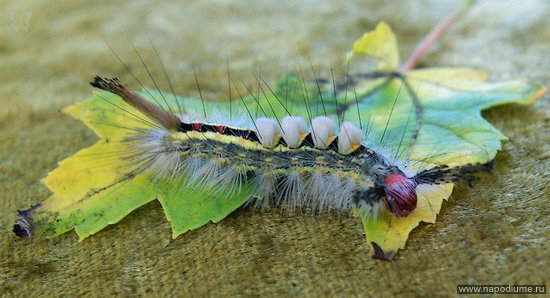 Caterpillar
