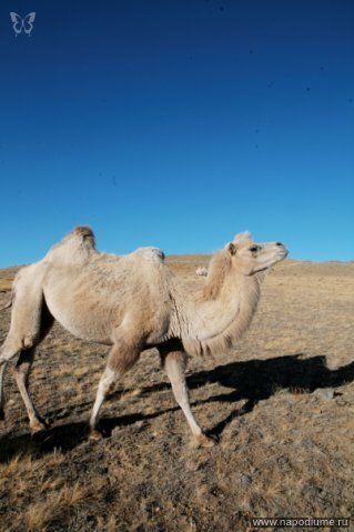Camel