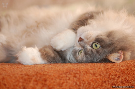 Elena Polonik's photo