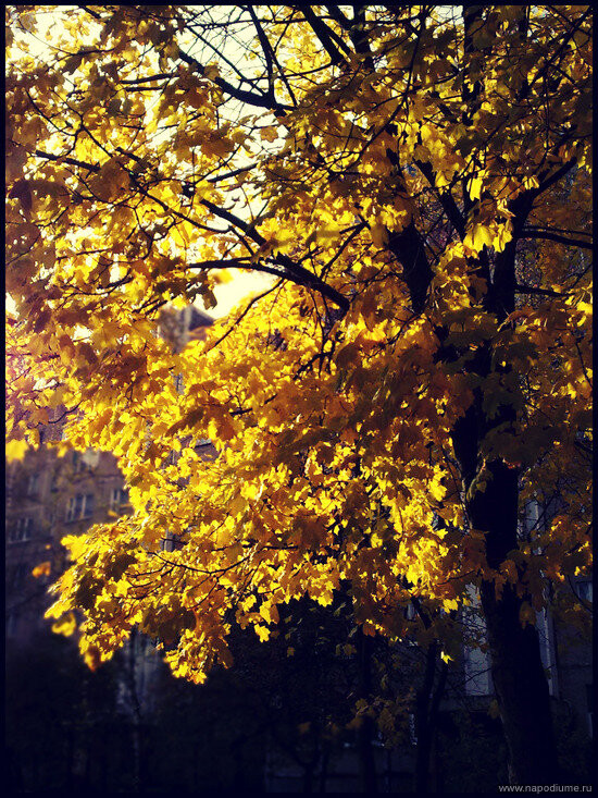 Barkovskaa Anna's photo