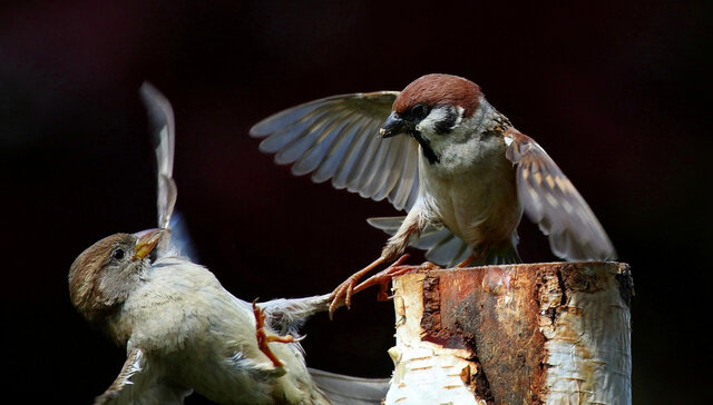 dmitrij mitin's photo