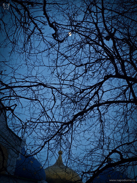 Svetlana Kolesnikova's photo