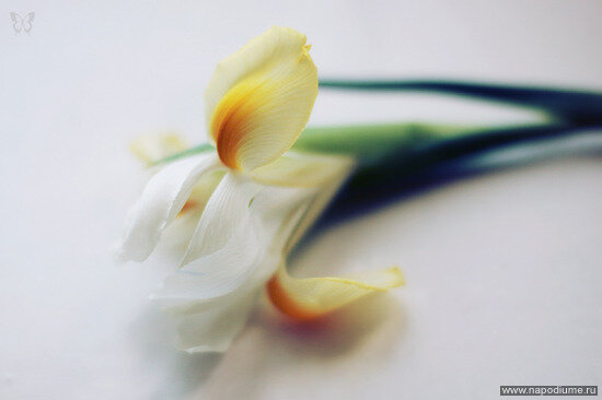 Evgeniya Ippolitova's photo