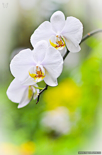 Gennadij Klimenko's photo