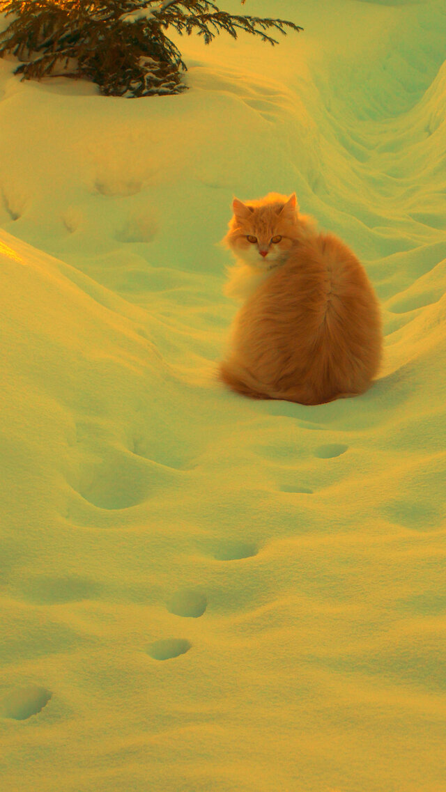 Foto Anna Sisoeva