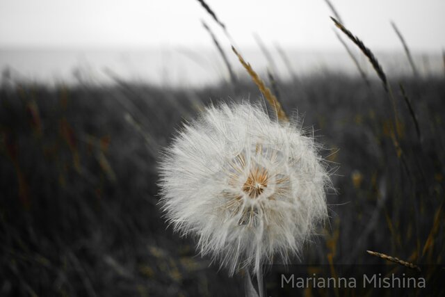 Foto Marianna Mishina